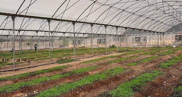محصولات گلخانه‌ای در بوشهر متنوع‌تر می‌شود/ کشت گیاهان دارویی
