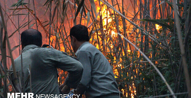 آخرین وضعیت آتش سوزی تالاب انزلی/ نابودی ۷ هکتار از اراضی
