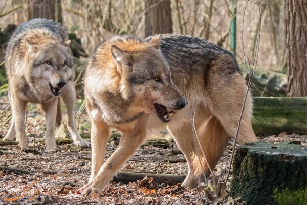 حمله گرگ‌ها به چوپان کوهرنگی/ امدادرسانی هلال‌احمر