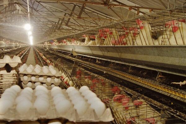 ۹۵ میلیون تخم مرغ نطفه‌دار برای تأمین نیاز بازار وارد می‌شود