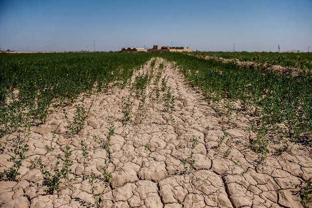 تداوم خشکسالی‌ها در استان بوشهر/ کشت متراکم و گلخانه‌ای تقویت شود