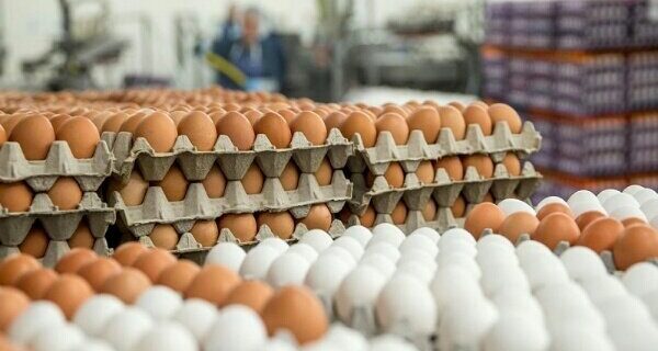 حذف «معجون سلامتی» از سبد غذایی فقرا/خواص تخم مرغ لاکچری