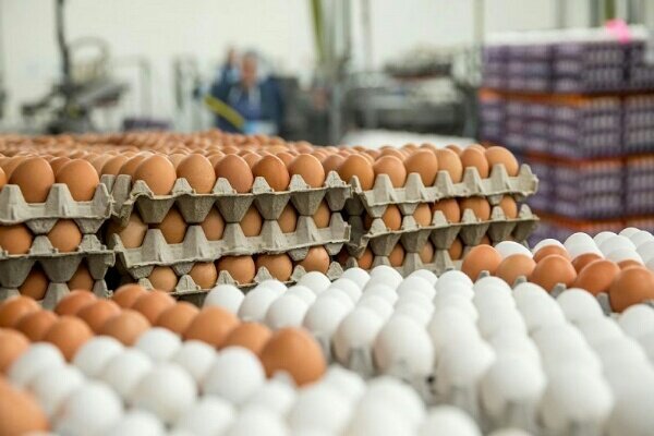 حذف «معجون سلامتی» از سبد غذایی فقرا/خواص تخم مرغ لاکچری