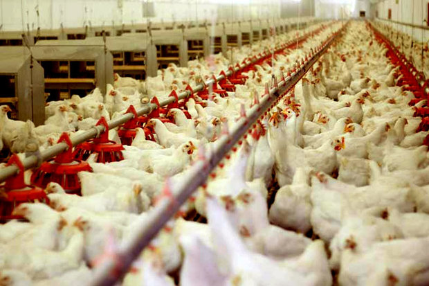 مشکلی در تأمین مرغ استان مرکزی نداریم