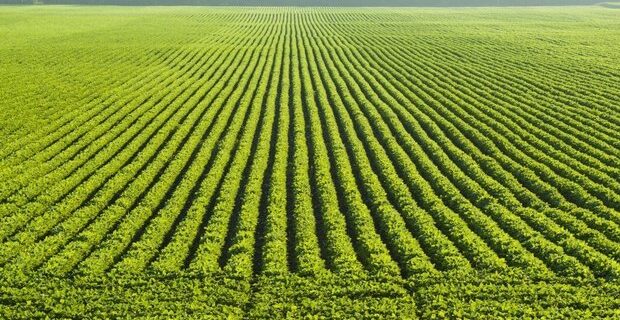 صدور سند ۲۰۰ هزار هکتار از اراضی کشاورزی در سال جاری