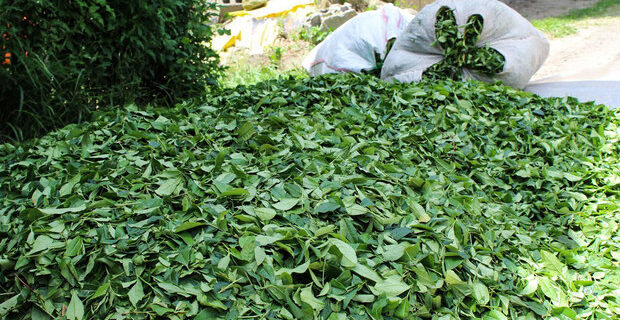 خرید بیش از ۱۴ هزار تن برگ سبز چای از چایکاران شمال