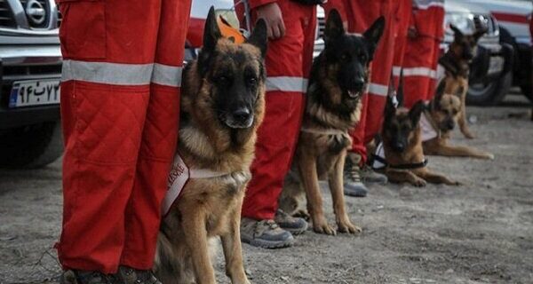 اعزام سگ های زنده یاب به محل حادثه ریزش ساختمان مسکونی نوسود