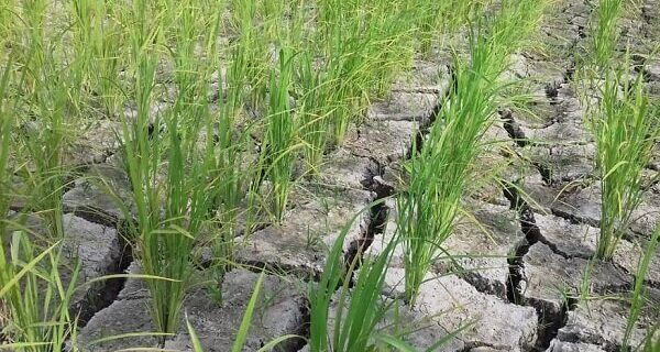 خسارت بیش از ۸ هزار میلیارد تومانی خشکسالی به کشاورزی خراسان رضوی