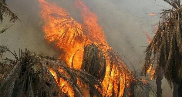 ۱۰۰ نفر نخل خرمای شهرستان گراش در آتش سوخت
