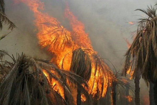 ۱۰۰ نفر نخل خرمای شهرستان گراش در آتش سوخت