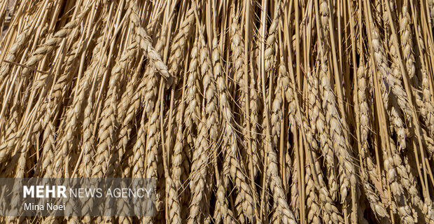 استان مرکزی ظرفیت تولید ۴۰۰ هزار تن گندم را دارد