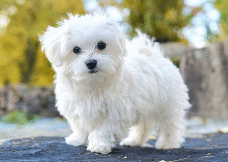 معرفی بهترین پت شاپ آنلاین ایران