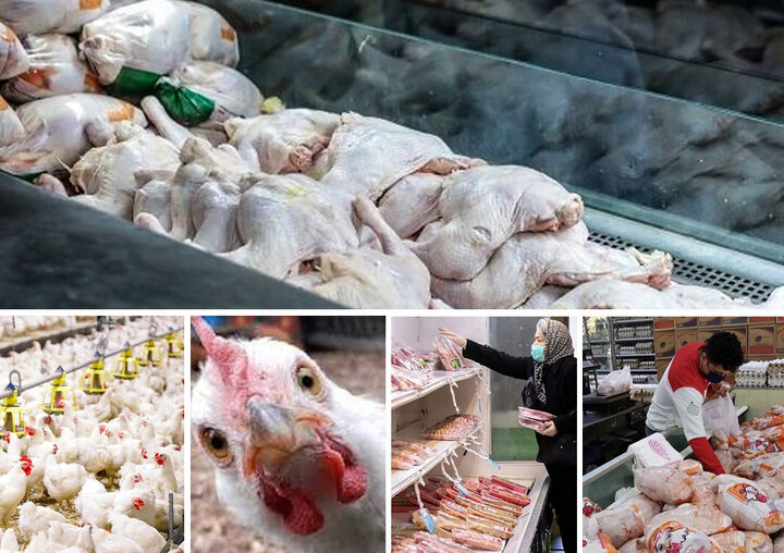 تنظیم بازار بانسخه تکراری توزیع گوشت گرم و منجمد