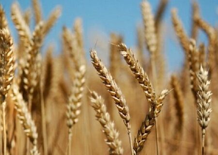 پیش‌بینی خرید ۱۳۰ هزارتن گندم از کشاورزان اصفهانی در سال جاری