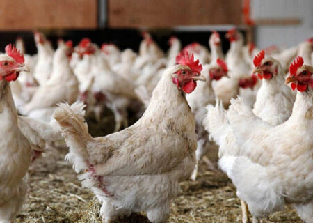 تولید روزانه ۸۴۰ تن مرغ زنده در گیلان