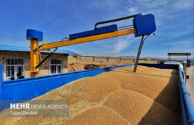 افزایش ۳۰ درصدی خرید گندم در ۳ استان ساحلی شمال کشور