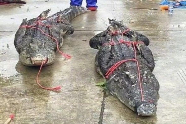 سیل در جنوب چین باعث فرار تمساح ها از مزرعه شد