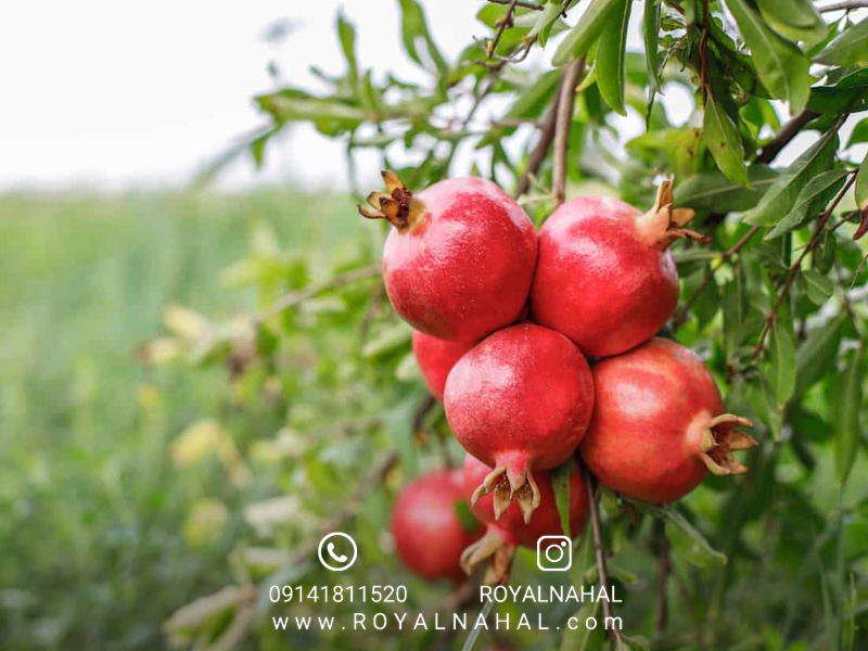 همه چیز درباره نهال انار سردسیری: از خرید تا کاشت