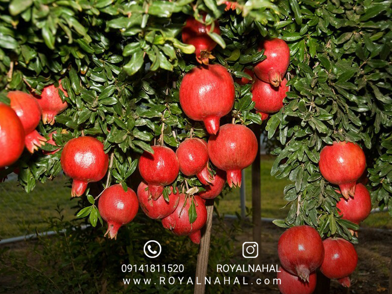 نهال انار واندرفول