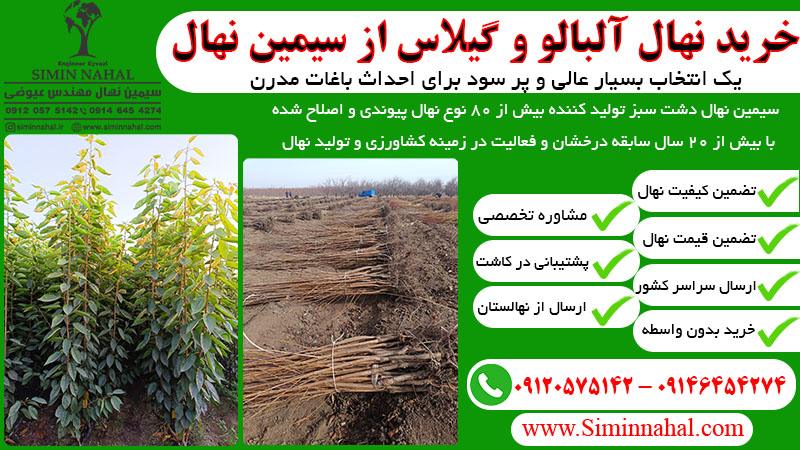 نهال آلبالو و گیلاس زود بازده، انتخاب عالی برای کشاورزان